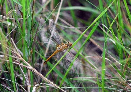 Sympetrum sanguineum